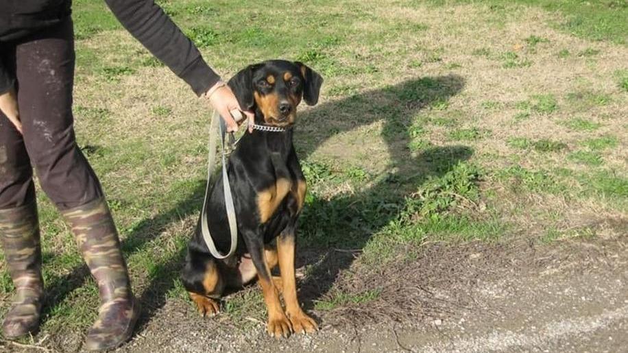 Nella foto Thelma, meticcia dobermann di nove anni