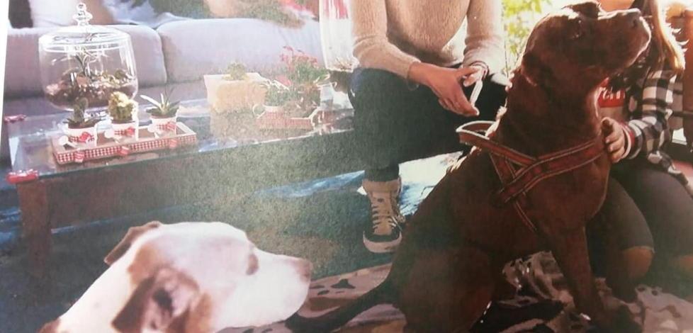 Nuova vita per il cane a cui il padrone tagliò le orecchie 