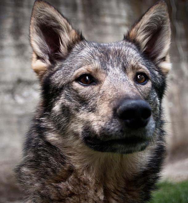 Il cane lupino del Gigante oggi protagonista a Talada - Gazzetta di Reggio