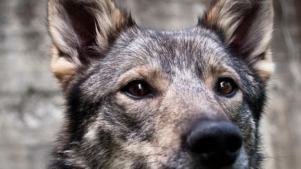 Talada Il cane lupino del Gigante oggi protagonista a Talada - Gazzetta di Reggio