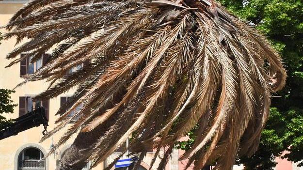 Palma in regalo, il Comune esamina le tre offerte