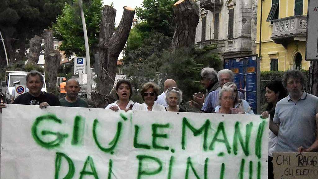 Mobilitazione a difesa dei pini: cresce la protesta