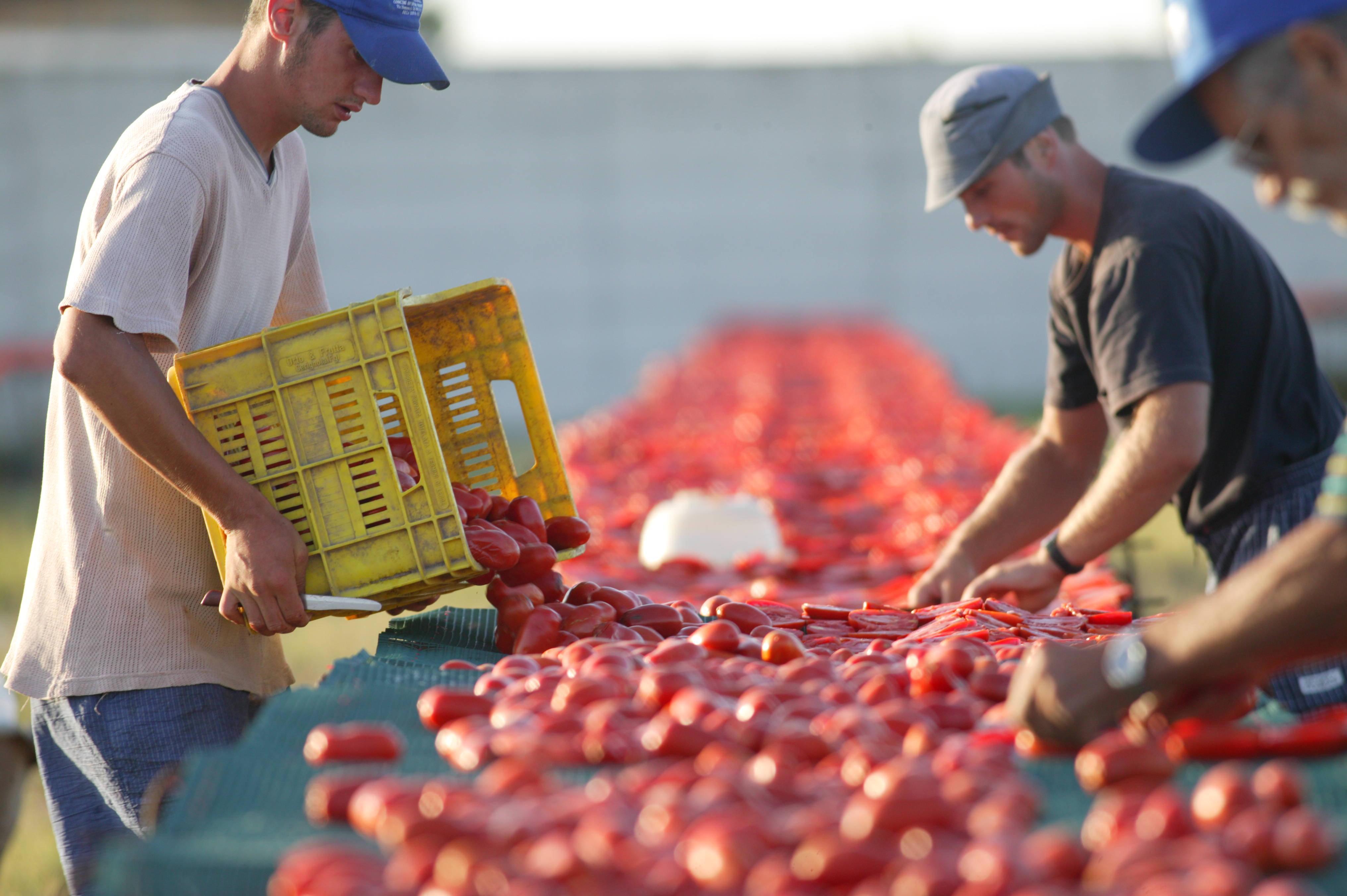Agricoltura: 4,8 milioni di investimenti per il rilancio delle produzioni
