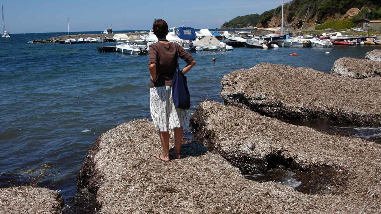 Caso posidonie, lite tra comuni