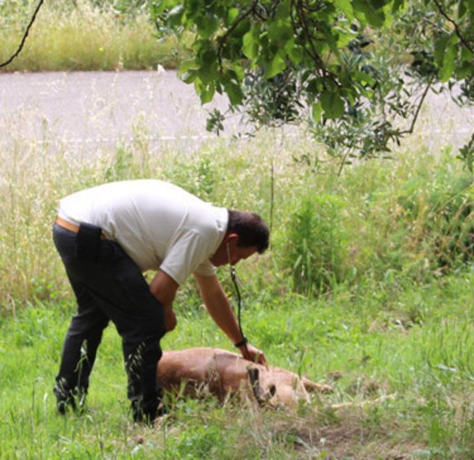 Daino ferito in un campo Mobilitazione per salvarlo