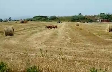 Tir carico di vitelli nel fosso Animali in fuga, 23 muoiono 