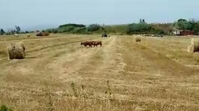 Tir carico di vitelli nel fosso Animali in fuga, 23 muoiono