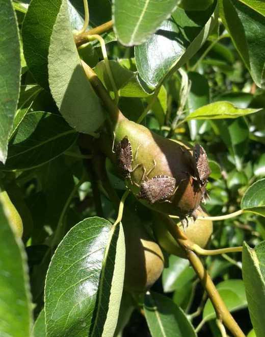 Allarme di Coldiretti per l’invasione di cimici «In pericolo le pere»