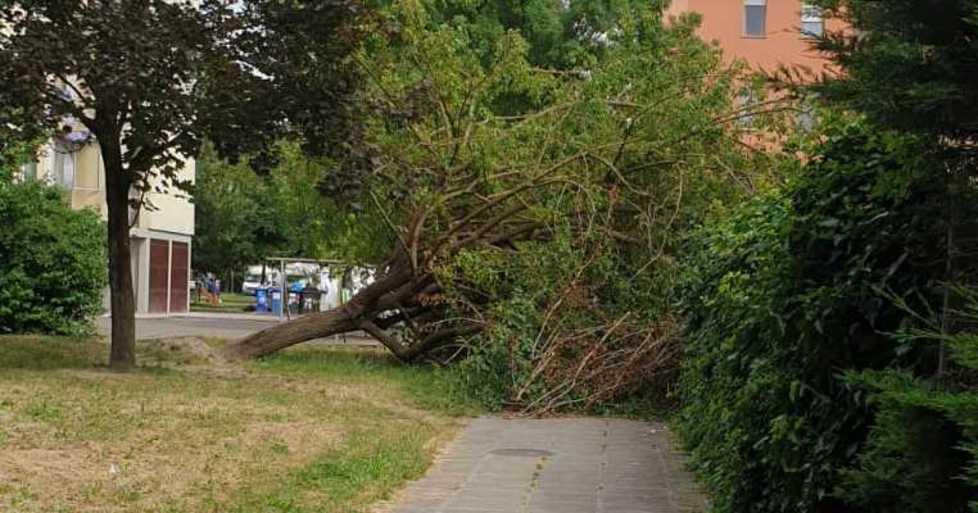 Crolla pianta, nessun ferito
