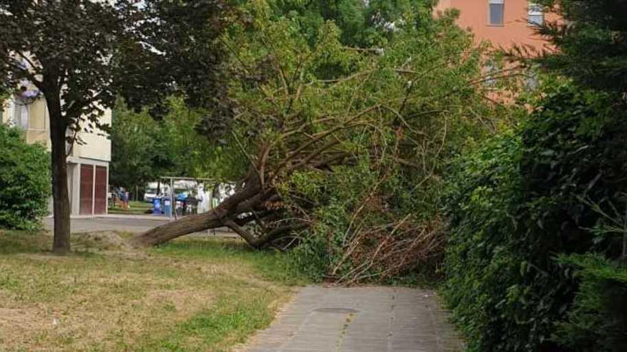 Crolla pianta, nessun ferito