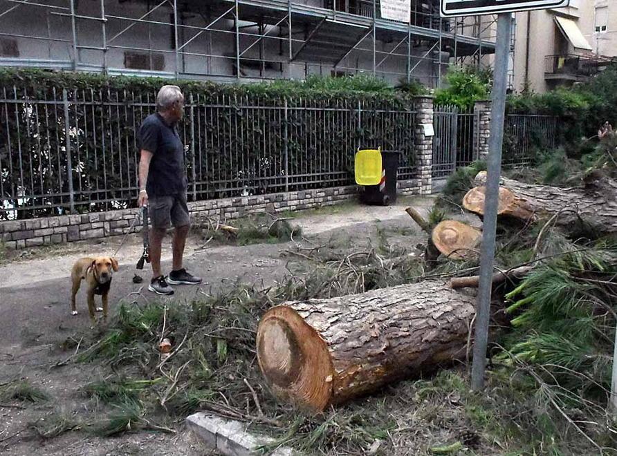 Nei pini già abbattuti spunta un nido: la protesta s’infiamma 