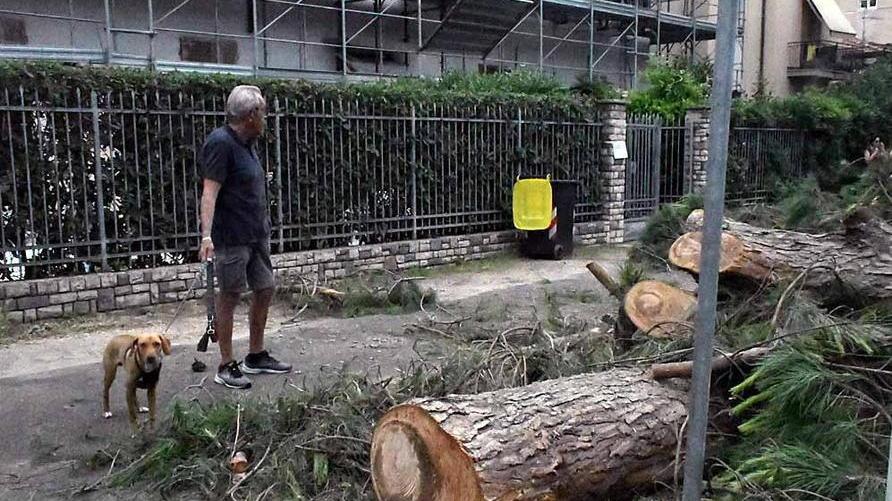 Nei pini già abbattuti spunta un nido: la protesta s’infiamma