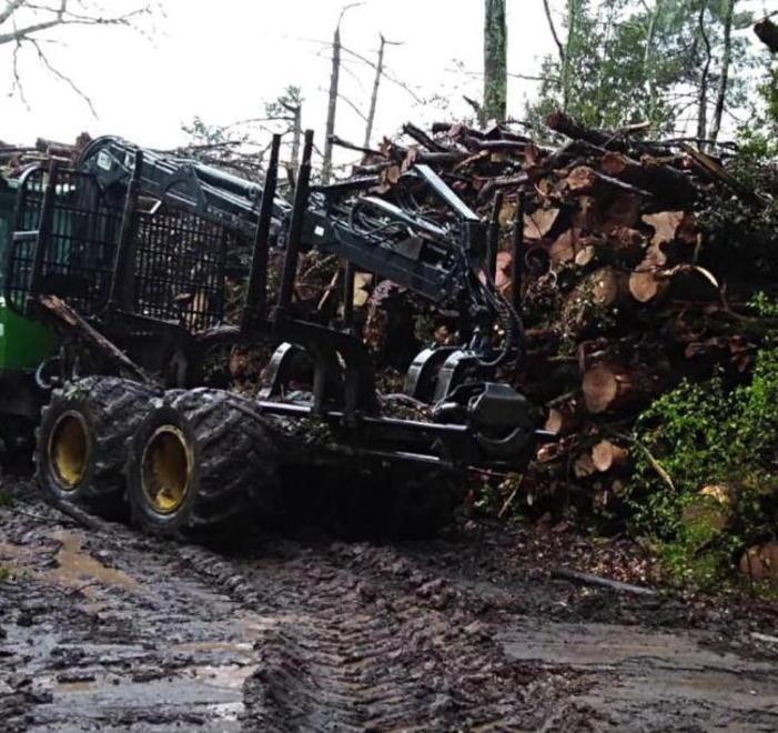 «Il taglio di 30 ettari di bosco è uno scempio ambientale» 