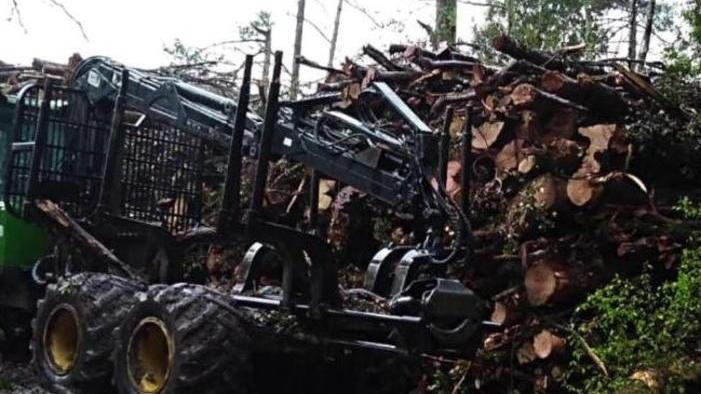 «Il taglio di 30 ettari di bosco è uno scempio ambientale»