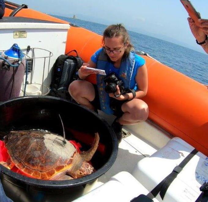 Festa in mare per la tartaruga Eleonora liberata alla Meloria 