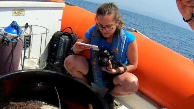 Festa in mare per la tartaruga Eleonora liberata alla Meloria