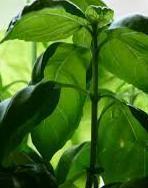 Profumato e pure curativo: ecco il nostro irresistibile basilico 