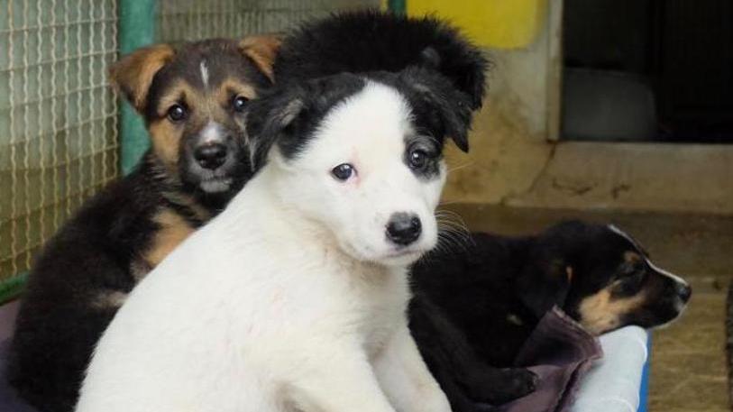 Recuperati 11 cani in un’ora, si sospettano staffette dal Sud
