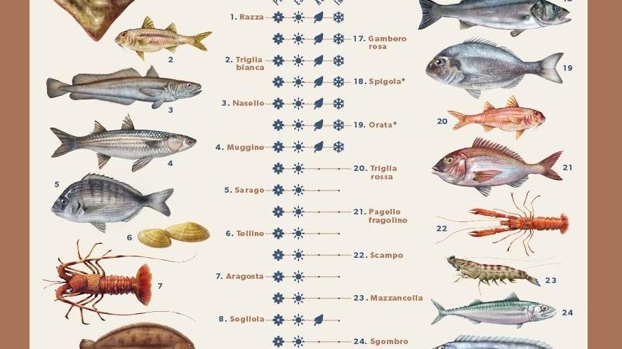 In regalo il "Calendario del pescato"