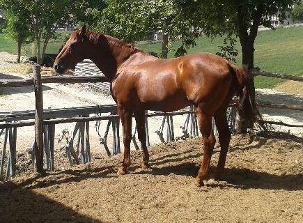 Ritorna la fiera tutta dedicata al cavallo tipico dell’Appennino
