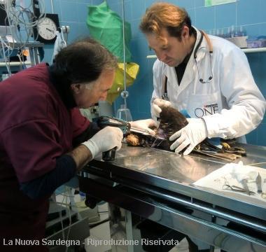 Intervento dei veterinari 