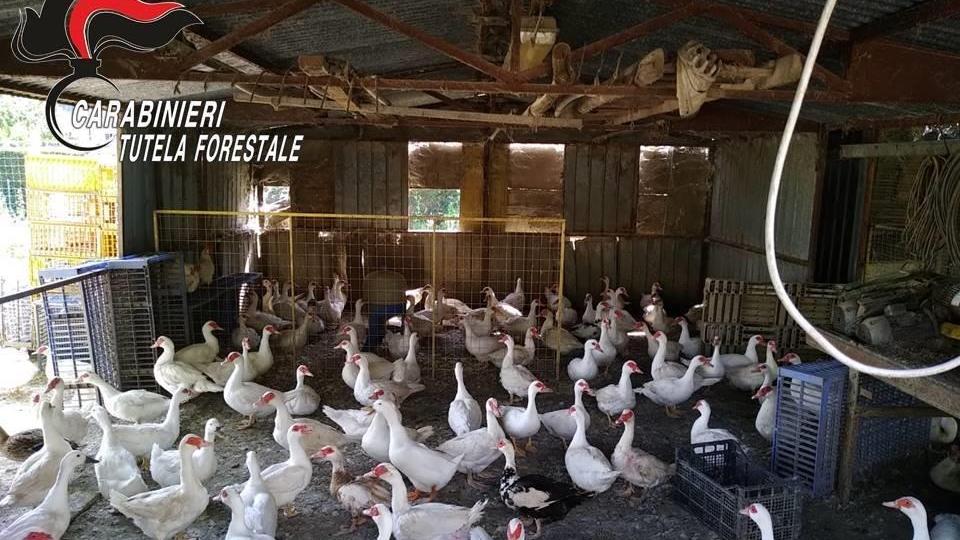 Sequestrate 540 tra oche e galline allevate illegalmente