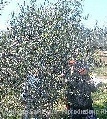 Potatura di un olivo (Secci) 