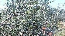 Potatura di un olivo (Secci) 