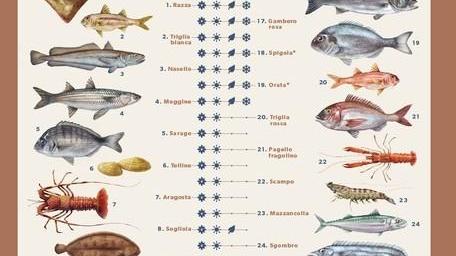 Guida al pesce secondo stagione e privilegiando quello dimenticato