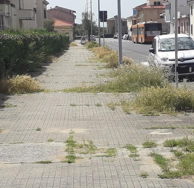 Fiori solo lungo il litorale Marina invasa dalle erbacce 