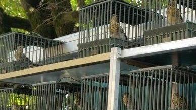 Sequestrati e affidati al Centro fauna selvatica 150 uccelli da richiamo