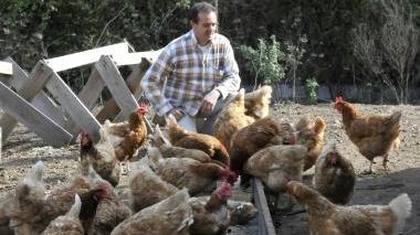Mario Patteri in compagnia delle sue galline (foto Gualà)