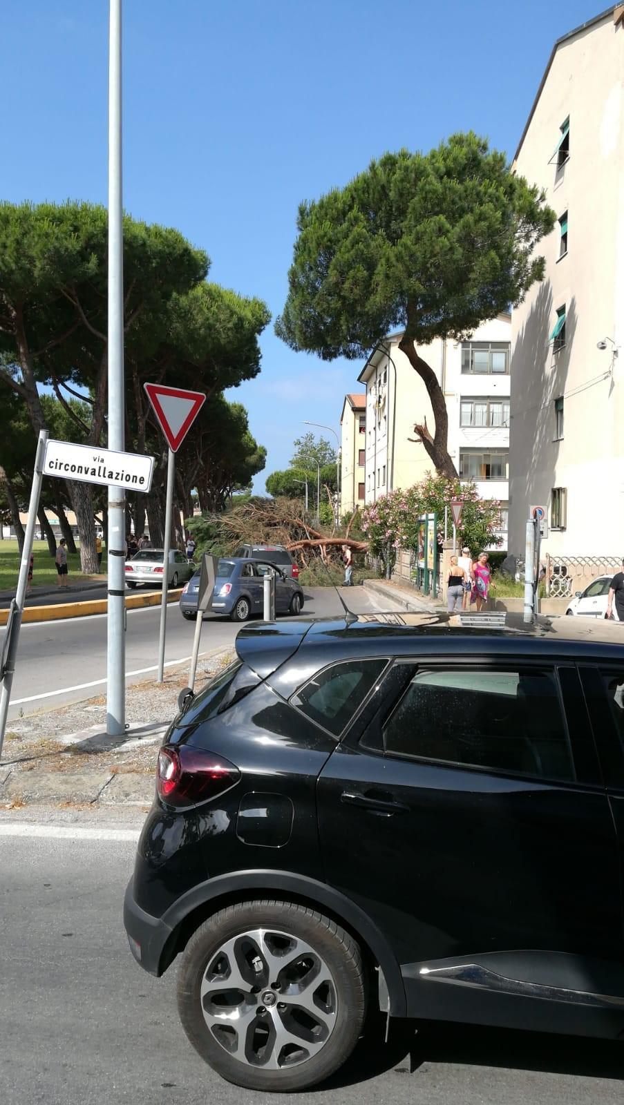 Cade un pino sulla strada, sfiorato giovane in scooter