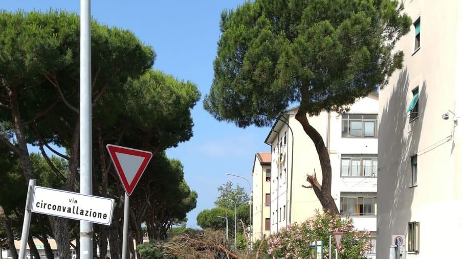 Cade un pino sulla strada, sfiorato giovane in scooter