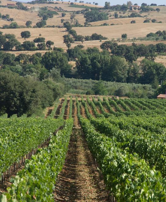 La Doc Maremma Toscana vuole stupire «Bolgheri? Meglio un po’ più spettinati...» 