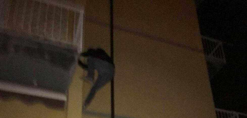 Tentano un furto ma vengono scoperti Si gettano dal balcone 
