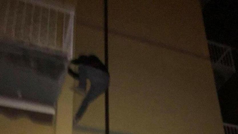 Tentano un furto ma vengono scoperti Si gettano dal balcone