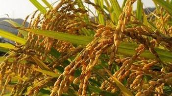 La concorrenza asiatica sta mettendo in ginocchio il riso Igp del Delta del Po