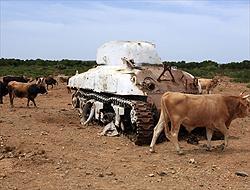 Quirra, nelle ossa di in un agnello con due teste uranio non naturale