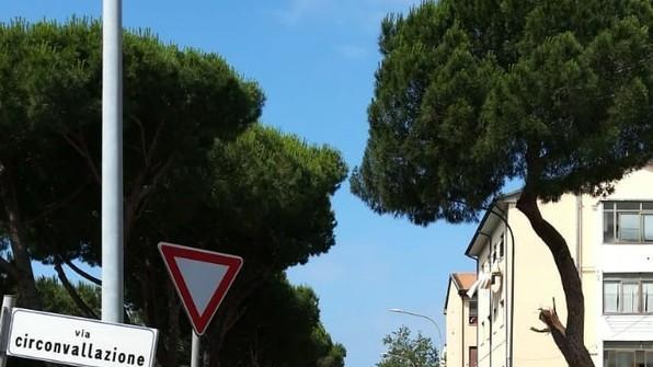 Largo Risorgimento, pino crolla mentre passa un motociclista