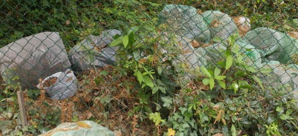 Sacchi di verde abbandonati ma la raccolta porta a porta non verrà ripristinata 
