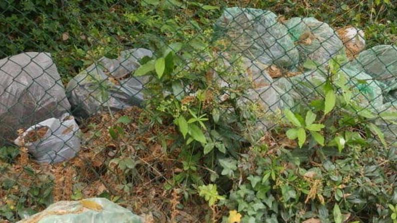 Sacchi di verde abbandonati ma la raccolta porta a porta non verrà ripristinata