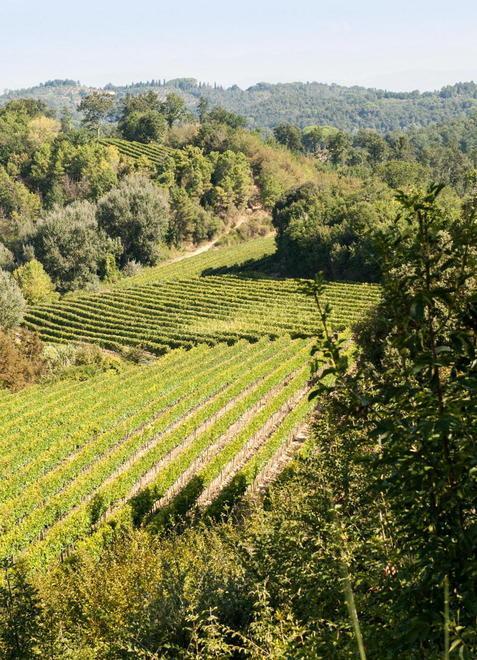 Sono i fossili marini a rendere unico il vino dell’azienda Usiglian del Vescovo 