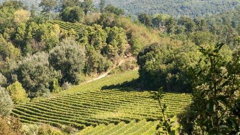 Sono i fossili marini a rendere unico il vino dell’azienda Usiglian del Vescovo