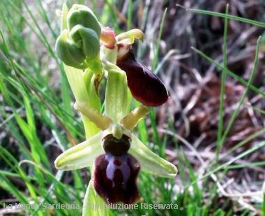 Una variet&agrave; di orchidee spontanee presenti in Sardegna 