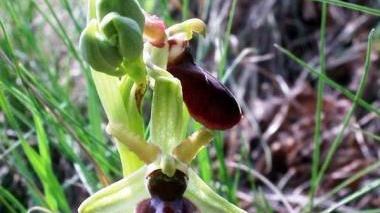 Una variet&agrave; di orchidee spontanee presenti in Sardegna 