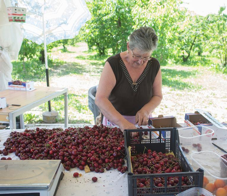 Ciliegie, l’amara stagione delle “rosse” di Vignola 
