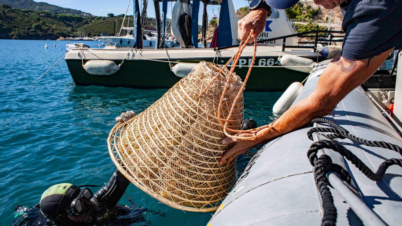 L'esperimento del vino marino (foto di Roberto Ridi)