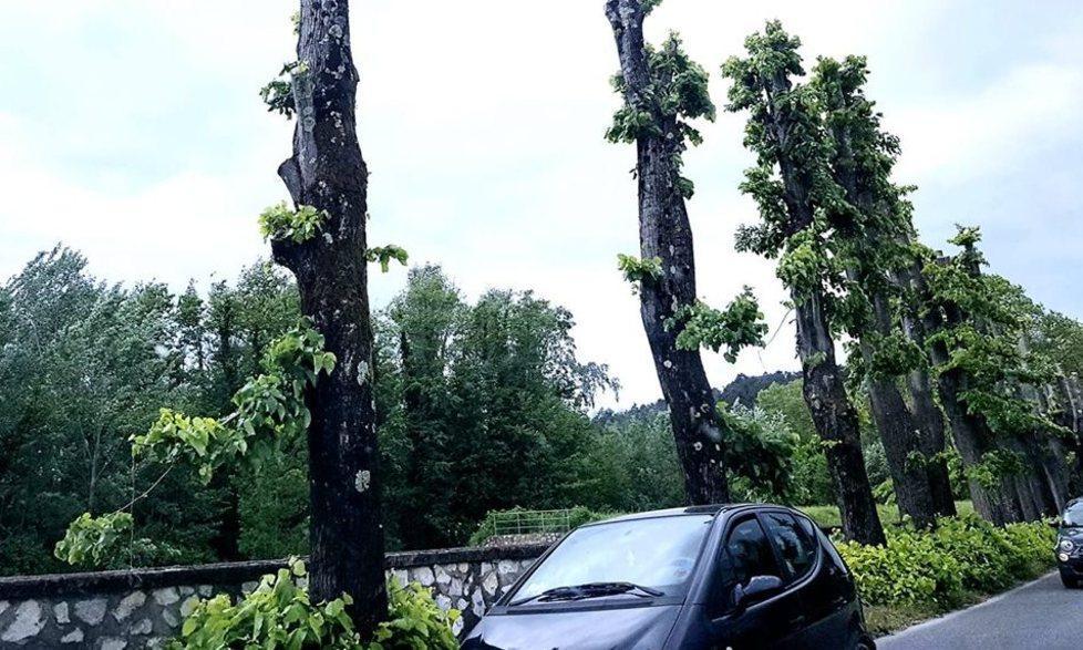 Alberi capitozzati senza pietà: scatta la nuova protesta