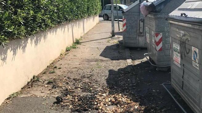 Per gli abbruciamenti nei boschi serve un’autorizzazione